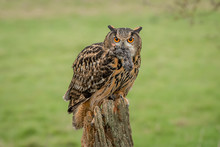 An Eagle Owls Feeling Threatened So It Fluffs Or Ruffles Its Feathers And Is Facing Forward