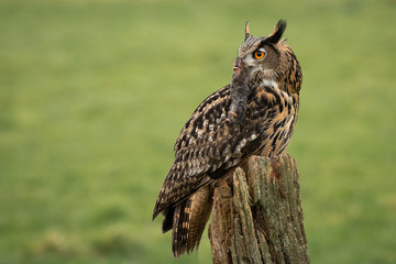Aufkleber - An eagle owl perched on an old tree stump with prey in its beak and looking into space on the left