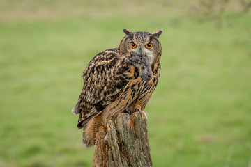 Aufkleber - An eagle owls feeling threatened so it fluffs or ruffles its feathers and is facing forward