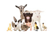 Cute farm animals together isolated on white background