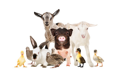 Wall Mural - Cute farm animals together isolated on white background