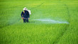 Farmers are spraying crops in a green field.