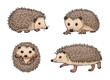 Cute hedgehogs - vector illustration