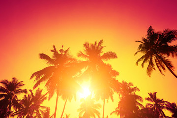 Wall Mural - Tropical sunset sun and palm trees silhouettes on island beach.