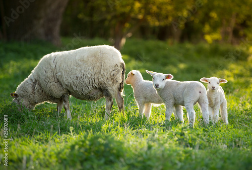 Cuadros en Lienzo cute little lambs with sheep on fresh green meadow during sunrise
