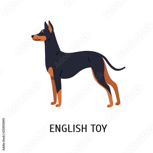 English Toy Terrier Beautiful Small Dog Of Toy Breed With Short