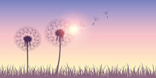 Dandelion Silhouette With Flying Seeds On Sunrise Background Vector Illustration EPS10