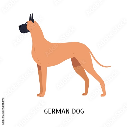 Great Dane Or German Mastiff Gorgeous Large Dog Of Short Haired