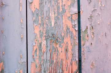 Wall Mural - Old wood light blue and green. Weathered cracked paint on a wooden wall. Grunge background.