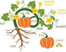 Parts Of Plant. Morphology Of Pumpkin Plant With Fruit, Green Leaves, Root System And Titles