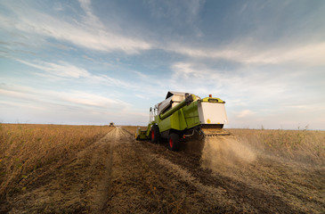 Wall Mural - Harvesting of soy bean field with combine