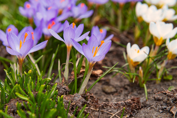 Wall Mural - First spring flowers