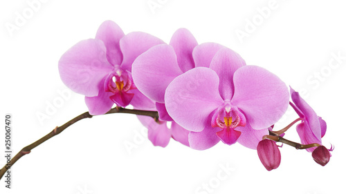 Cuadros en Lienzo Orchids flowers on banch isolated.