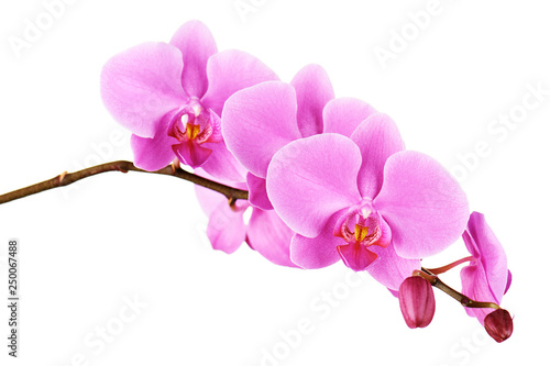 Fotografía Orchids flowers on banch isolated.