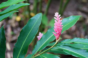 Pink ginger growing in the jungle of the Philippines