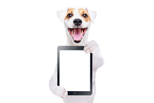 Portrait Of A Cheerful Dog Jack Russell Terrier With Tablet Isolated On White Background