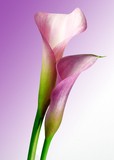Fototapeta Tulipany - Beautiful and vibrantly colorful Flower Portraits