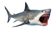 White Shark Marine Predator Big Open Mouth. 3D Rendering
