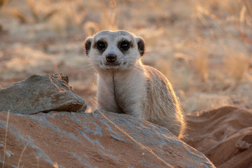 portrait of suricate looking watchful