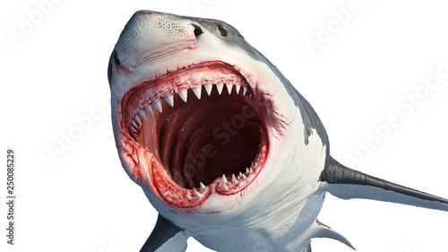 Fotomural White shark marine predator with big open mouth and teeth