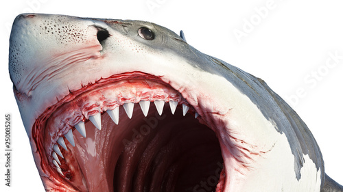 White Shark Marine Predator Big Fish Close View 3d Rendering Buy This Stock Illustration And Explore Similar Illustrations At Adobe Stock Adobe Stock