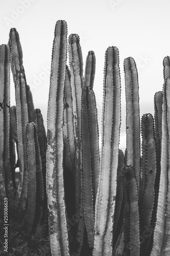 Wasserabweisende Stoffe - nature poster. cactus. black and white (von Marina Vilesova)