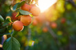 A bunch of ripe apricots on a branch at sunset