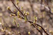 Young Green Leaves Bloom On Currant Bush. The Buds On The Branch Burst From The Branches Stretches The Web