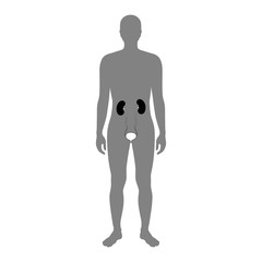 Sticker - Vector illustration of kidney