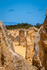 Wall Mural - The Pinnacles Desert in hot dry landscape of Western Australia