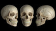 © Anatoly - human skulls on a black background