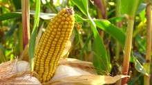 A Mature Yellow Cob Of Corn On The Field. Dry Vegetation Before Harvest, Close-up. Dry Corn Cob Closeup. Autumn Harvest. 