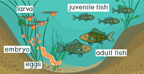 Wall Mural - Pond ecosystem and life cycle of fish. Sequence of stages of development of fish from egg (roe) to adult animal