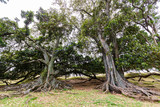 Fototapeta Natura - beautiful old trees with huge Roots, standing alone on a grassy hill .Taken on Mt. Eden Auckland, New Zealand