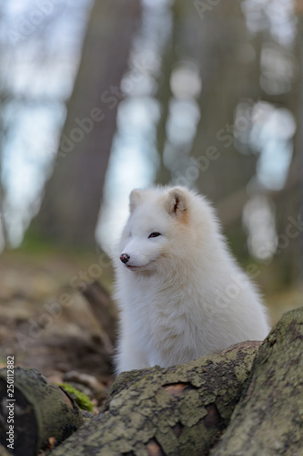 Furry Arctic Fox Freetoedit Snow Wolf Colorpaint Fireball Furry Winter - arctic fox ears roblox wikia fandom powered by wikia