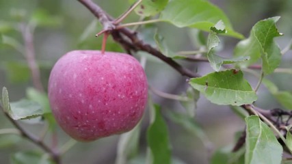 Wall Mural - red apples on a tree. natural products