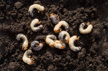White Chafer Grub Against The Background Of The Soil. Larva Of The May Beetle. Agricultural Pest.