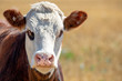 © Sheryl - A headshot of a brown and white hereford cow on a farm in New Zealand