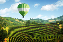 Amazing Rural Landscape With Green Balloon Under Vineyard On Italy Hills. Vine Making Background