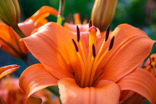 Beautiful Orange Lily (Lilium Bulbiferum) With Wide Open Blossom, Close-up. Also Known As Fire Lily Or Tiger Lily.