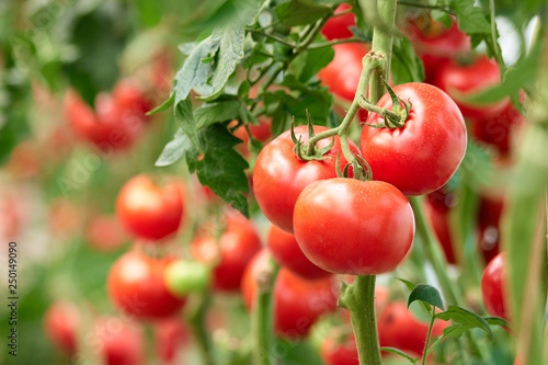 Fotomural Three ripe tomatoes on green branch