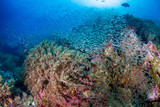 Fototapeta Do akwarium - Colorful tropical fish around a thriving tropical coral reef in Asia