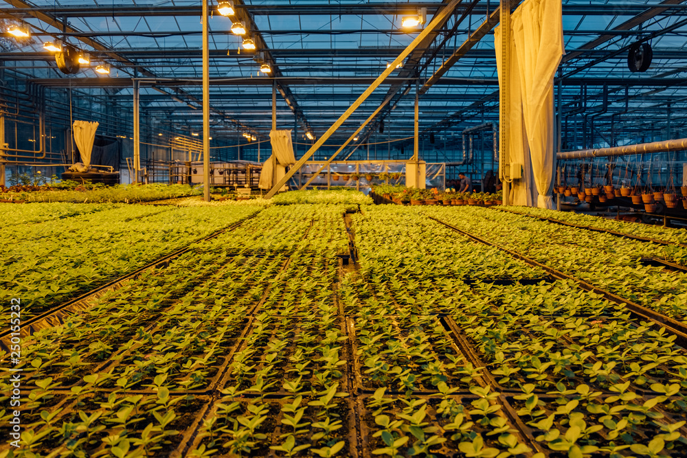 Modern hydroponic greenhouse with complex climate control system for ...