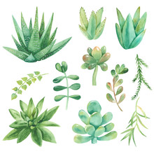 Watercolor Set Of Cacti, Succulents, Pebbles. Illustration On White Background. Great For Cards, Invitations, Weddings, Blogs And More.