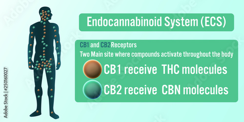 The Human body Endocannabinoid System (ECS) 