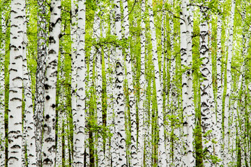 background of birch forest trees green spring