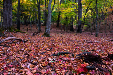 Wall Mural - Fallen colorful leaves on ground in forest, fall in autumn season.