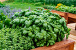 herb garden on a rustic wooden table