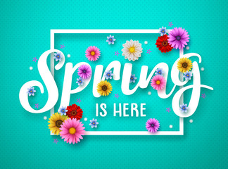 Wall Mural - spring vector banner design. spring text with colorful chrysanthemum and daisy flowers in white fram