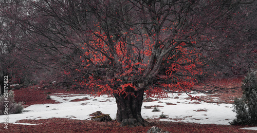 Panorama of big red leaves ...